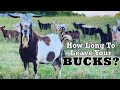 Goat breeding  how long to leave your bucks  goat  goat farm