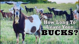 Goat Breeding | How Long To Leave Your Bucks | Goat Video | Goat Farm