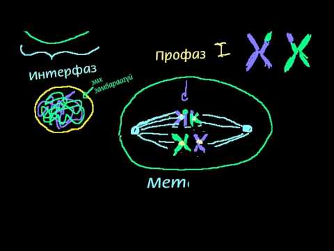 Видео: Мейозын үе шатууд юу вэ?