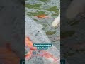 Goldfisch im Gartenteich – So startest du in die Teichsaison!