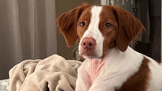 What Has Mr. Rooney Roo Been Up Too? (Brittany Pup) by Jark 1,265 views 1 year ago 6 minutes, 35 seconds