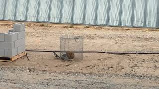 Quail at the feeder