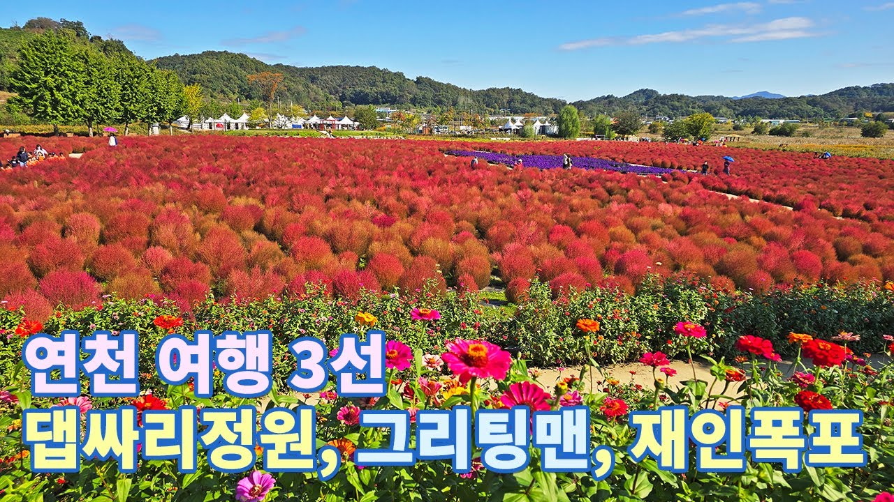 붉은 댑싸리 노란 황화코스모스 절정!! 연천 여행 Best3 임진강댑싸리정원 그리팅맨 재인폭포