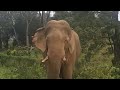 Elephant at Nelliyampathy