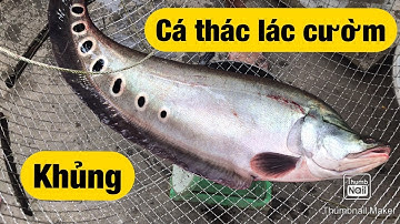 Bắt Cá Thác Lác Cườm Khủng| Quá Trời Quá Đất Cá Vồ Cá Tra | Giải Cứu Bầy Cá Khỏi Hạn Mặn Miền Tây