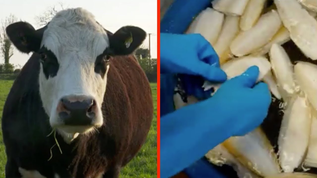 7 Nicht Vegane Produkte Die Viele Fur Vegan Halten Geniale Tricks