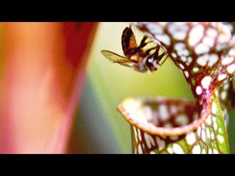 Video: Nepentes (49 Photos): Description And Type Of Nutrition Of The Pitcher Plant, Home Care, Types Of Predatory Flower Attenborough And Rajah