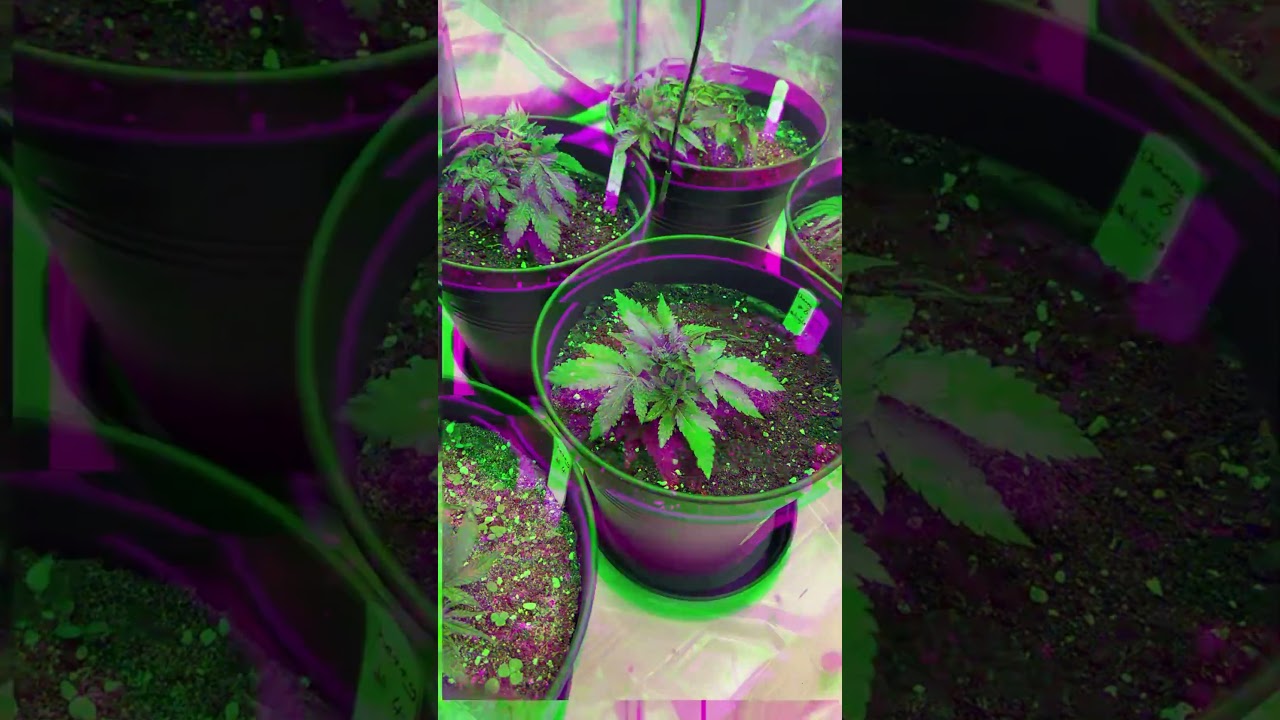 Feeding Time 🌿 Greenhouse Feeding für die Babys 🍃