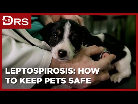 How to Keep Your Pets Safe from Leptospirosis