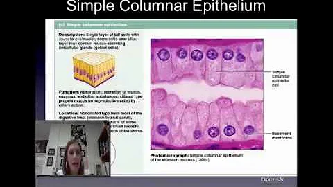 Epithelial Tissue