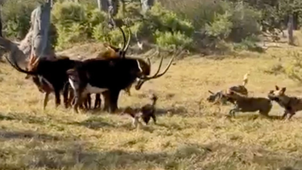 Brave Antelope Defend Calf from Wild Dogs - Until Lion Charges In