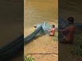 #viral #fishing #nature #viralvideo for you