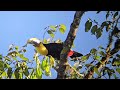 yellow throated toucan