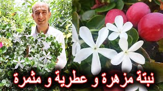 أجمل نبتة مزهرة و عطرية و مثمرة | الكاريسا Carissa