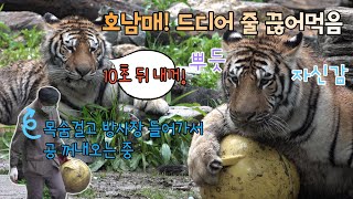 ★에버랜드 한국호랑이★ '꺄앗 해냈다ㅋㅋ' 힘태범 힘무궁 줄 끊는 생생한 현장! 그리고 건곤이와 이원영 사육사의 리얼반응까지! (무엇을 상상하든 그 이상의 비주얼)