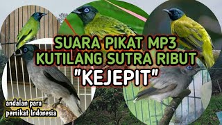suara pikat mp3 kutilang sutra ribut dan suara anak kejepit//pemikat indonesia