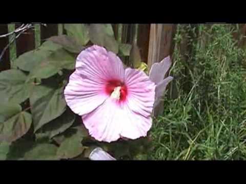 Hibiscus Bloometh II
