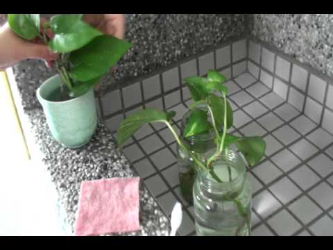 洗水性植物 福科國中陳老師分享 Youtube 洗水性植物 福科國中陳老師分享 Youtube