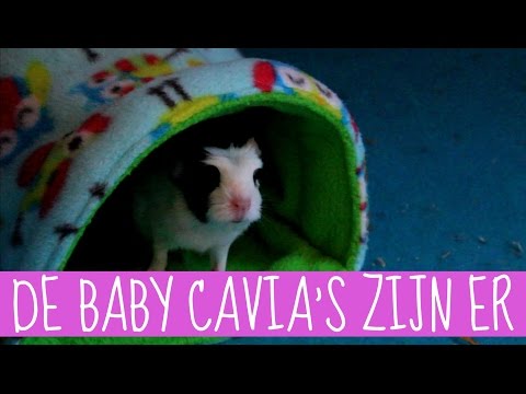 Video: Moeilijkheden Bij De Bevalling Bij Cavia's