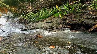 relaxation of flowing water, the sound of birds chirping, beautiful music, calms the heart and mind