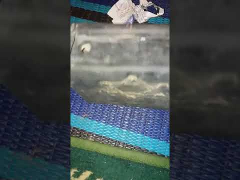 الزئبق الأحمر صندوق يهودي قديم