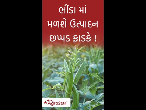 ભીંડામાં ખાતર આપી, ફળ કોરી ખાનાર ઈયળ ભગાવો !  Okra fruit borer and fertilizer management. - ભીંડામાં ખાતર આપી, ફળ કોરી ખાનાર ઈયળ ભગાવો !  Okra fruit borer and fertilizer management.