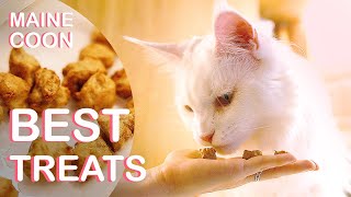 The best homemade cat treats | Maine Coon cooks