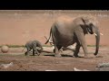 Reid Park Zoo's baby elephant is now 1 week old