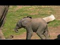 Reid Park Zoo's baby elephant is now 1 week old
