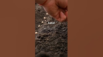 कक्षा 8 विज्ञान  फसल उत्पादन के रहस्य! #class8 #class8sciences #कक्षा8 #विज्ञान #फसलउत्पादन #कृषि