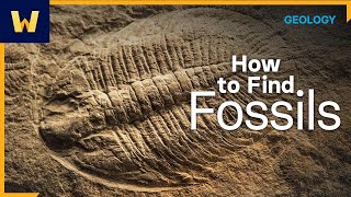 Fossil Hunting 101 | Where to Look for Fossils, and How to Find Them