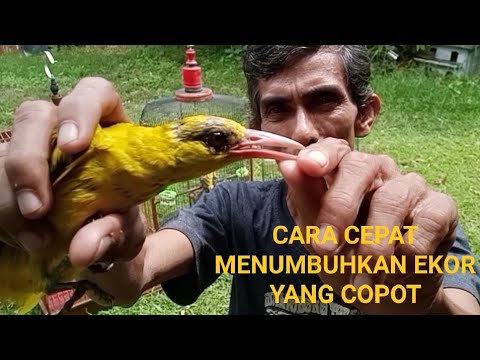 APAKAH BULU EKOR KEPODANG EMAS YG COPOT DAPAT TUMBUH KEMBALI