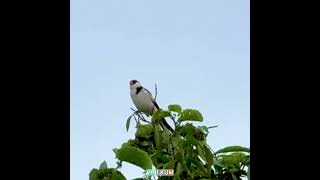 Songbird Pin tailed Whydah.#birds #africa #bbcearth #discoverychannel #natgeo #nature #earth #life