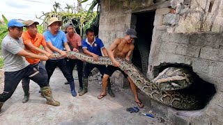Brave Hunter Rescues Young Man From 2 Giant Pythons