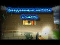 Бездомные котята 4 часть в чикен ган!