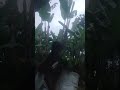 kuat ga ya ngangkat 2 karung rumput #ternakkambing