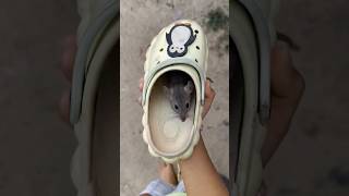 জুতোর ভেতরে ইঁদুরের বাচ্চা 😜🤣👍#shorts #trending #video