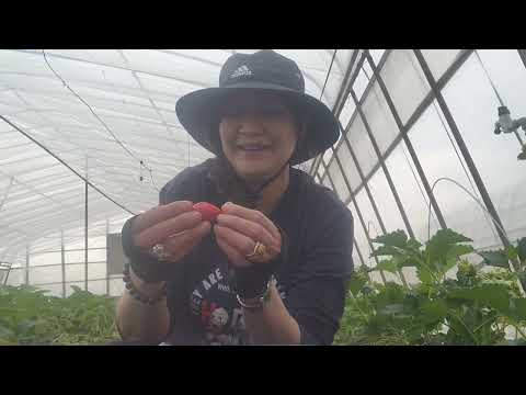 Strawberry Picking #2"SoYummy Strawberry "