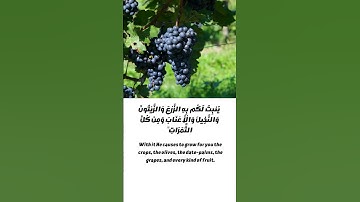 سورة النحل اية ١٠ و ١١ #بدر_المشاري #احمد_العجمي #ماهر_المعيقلي #تلاوات_الحَرَم #تلاوة_خاشعة