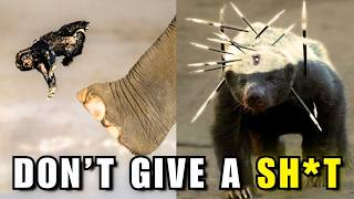 Why Honey Badgers Are Wicked Little Sh*ts