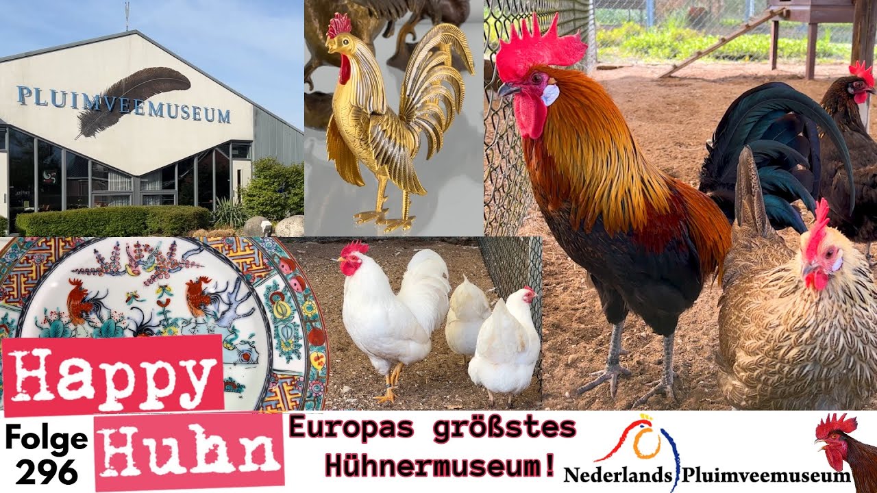 Europas größte Hühnersammlung! Ein Rundgang im Pluimveemuseum mit 40 Hühnerrassen! - HAPPY HUHN E296