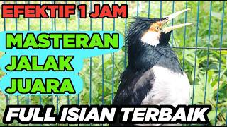 Burung Jalak Suren Isian Kreasi Gacor Full Isian Tembakan Mewah Tengkek Buto mantap
