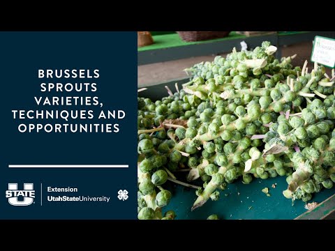 Brussels Sprouts  Varieties, Techniques and Opportunities