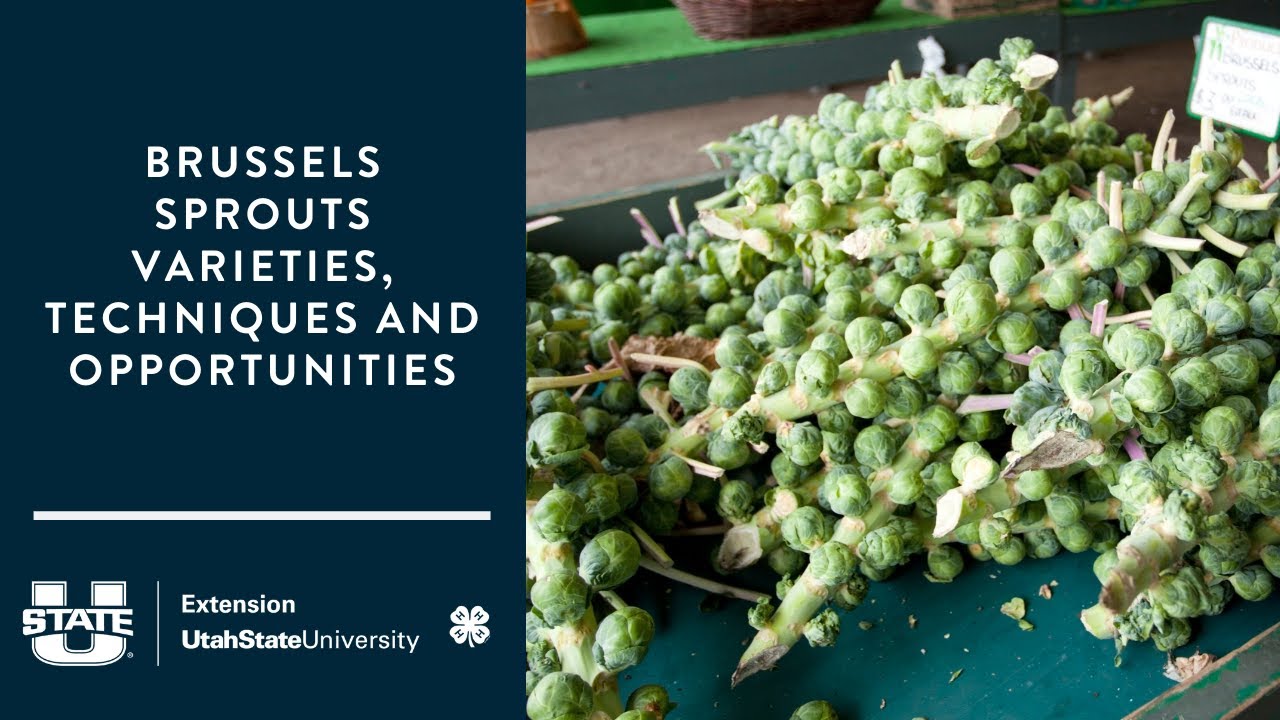 Brussels Sprouts Varieties, Techniques and Opportunities YouTube