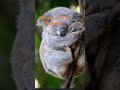 KOALAS #relatable #funny #cute #koala #fyp