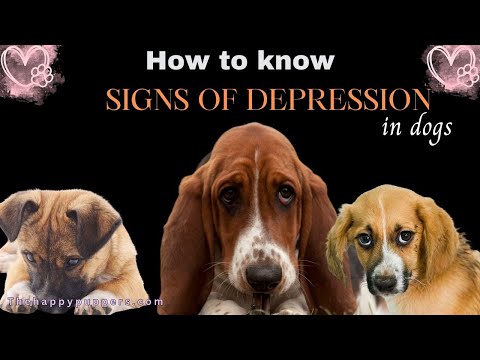 How to know if your dog is suffering from depression | 10 Signs of dog depression #thehappypuppers