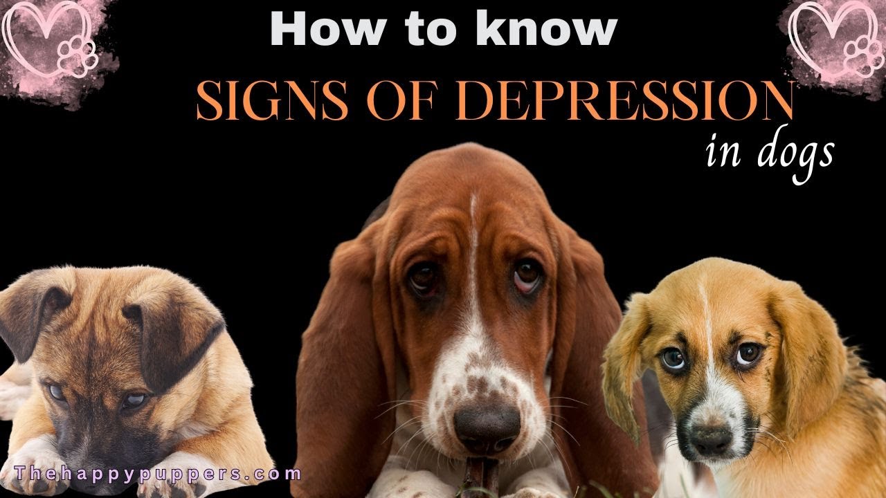How to know if your dog is suffering from depression | 10 Signs of dog