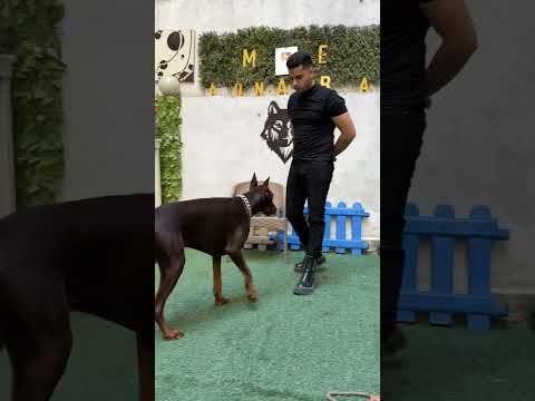 اذكي كلاب العالم دوبر مان