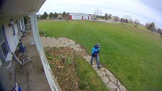 Guinea Hens Chase Away Delivery Guy - 1161011