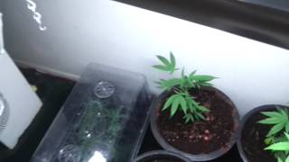 Outdoor medical grow with advanced nutrients